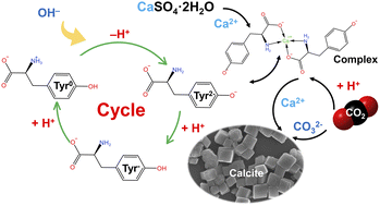 Graphical abstract: pH-driven spontaneous recovery of tyrosine via co-precipitation in the indirect aqueous carbonation of gypsum
