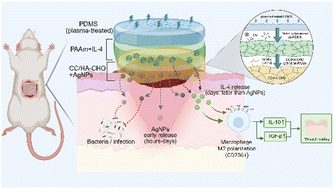 Graphical abstract: Application of multilayer drug-loaded hydrogels in protection of open abdomen wounds