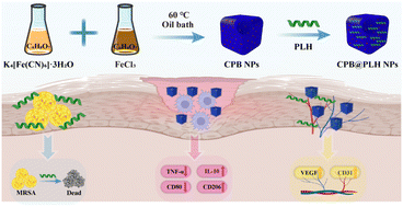 Graphical abstract: CPB@PLH NPs accelerate wound healing by antibacterial and anti-inflammatory effects