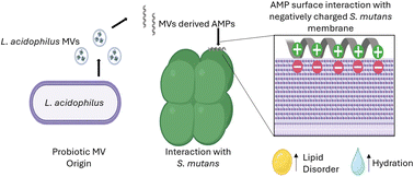 Graphical abstract: Integrated proteomics, molecular dynamics, and in vitro characterization of antimicrobial peptide from Lactobacillus acidophilus vesicles against Streptococcus mutans