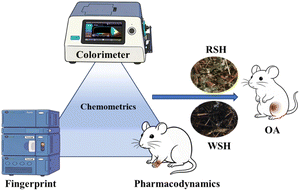 Graphical abstract: UPLC-QDA combined with pharmacology and chemometrics to analyze the correlation between the processing technology and color of Siegesbeckiae herba