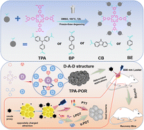 Graphical abstract: Clinical potential for infected wound care: synergistic photothermal-photodynamic therapy using a conjugation-bridge modulated D–A–D porous organic polymer