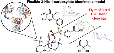 Graphical abstract: Tetrad or triad? insights from a versatile Fe(ii) structural and functional model of the 3-histidine 1-carboxylate tetrad in C–C bond cleaving dioxygenase enzymes