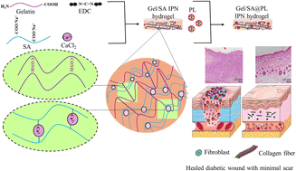 Graphical abstract: Interpenetrating gelatin/sodium alginate hydrogel with controlled PRP lysate delivery for accelerating diabetic wound healing with reduced scarring