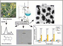Graphical abstract: Nano-encapsulated Senecio glaucus L. essential oil with potent antioxidant, anticancer, and wound-healing properties