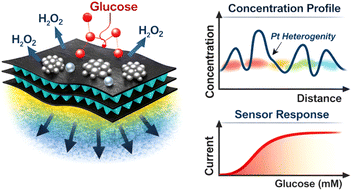 Graphical abstract: Pseudo-two-dimensional multiphysics modeling of mass transport and pseudo-enzymatic kinetics in Ti3C2Tx@Pt MXene-based glucose biosensors