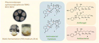 Graphical abstract: Bioactive metabolites from cultures of the entomopathogenic fungus Pleurocordyceps ophiocordycipiticola TBRC-BCC 9612