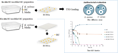 Graphical abstract: Hydrolyzed collagen-modified bacterial cellulose loaded with tea tree oil for antibacterial activity against acne-associated bacteria