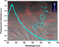 Graphical abstract: A novel cyan-emitting fluorescent α-amino acid: synthesis, photophysical characterization and live-cell imaging properties