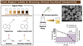 Graphical abstract: Solvent-mediated organocatalytic browning of biogenic indoles enables the formation of zwitterionic nanoparticles