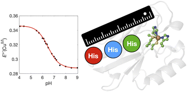 Graphical abstract: The pH-dependence of copper(ii/i) reduction potentials in variants of P. aeruginosa azurin with surface histidine variations