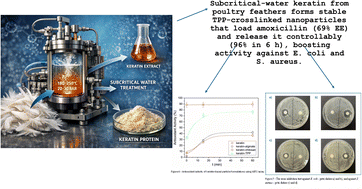 Graphical abstract: Feathered innovation: transforming recycled keratin into bioactive micro/nanoparticles for bioactive keratin-based delivery platform