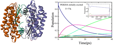Graphical abstract: Theoretical study on the influence of different exciton Hamiltonians on the excitation dynamic process of the PE555 complex