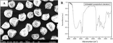Graphical abstract: In vitro and in vivo assessment of sporopollenin exine capsule preparations (SpECs) from Lycopodium clavatum spores