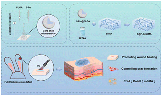 Graphical abstract: An injectable photo-crosslinking silk hydrogel system with biphasic release of BTXA and 5-Fu promotes scarless wound healing