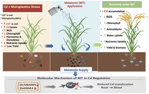 Graphical abstract: Reclaiming multi-contaminated soil: melatonin alleviates cadmium and microplastic toxicity to restore rice growth and yield