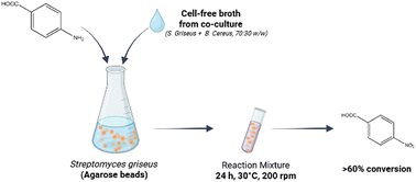 Graphical abstract: N-Oxygenation of amino compounds using immobilized and stressed Streptomyces griseus whole cells as biocatalysts