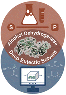 Graphical abstract: Deciphering alcohol dehydrogenase catalysis in glycerol-based deep eutectic solvents through experimental and computational insights