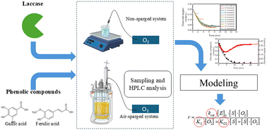 Graphical abstract: Experimental monitoring and modeling of oxygen dynamics in laccase-catalyzed phenolic oxidation