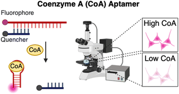 Graphical abstract: Highly selective DNA aptamer sensor for intracellular detection of coenzyme A