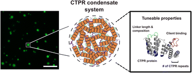 Graphical abstract: Tandem-repeat proteins introduce tuneable properties to engineered biomolecular condensates