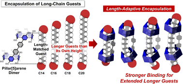 Graphical abstract: Dimerization of pillar[5]arene: length-adaptive encapsulation of long-chain guests
