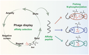 Graphical abstract: Affinity peptide ligands: new tools for chasing non-canonical N-phosphoproteome
