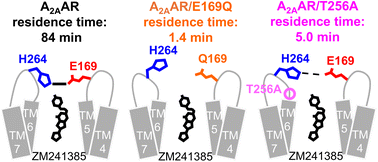 Graphical abstract: Structural basis of the residence time of adenosine A2A receptor ligands revealed by NMR