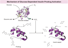 Graphical abstract: Fully dissolved glucose-responsive insulin delivery system based on a self-immolative insulin prodrug and glucose oxidase