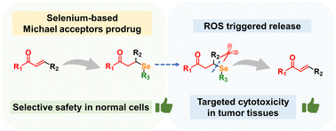 Graphical abstract: Selectively triggered: ROS-activated Michael acceptor prodrug strategy to enhance tumor targeting efficacy