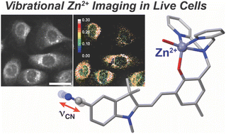 Graphical abstract: Imaging intracellular zinc by stimulated Raman scattering microscopy with a small molecule vibrational probe