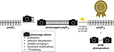 Graphical abstract: Synthesis of monodisperse inorganic polyphosphate polyP10 via a photocaging strategy
