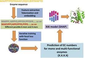 Graphical abstract: Prediction of enzyme function using an interpretable optimized ensemble learning framework