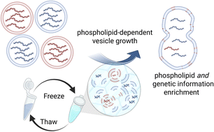 Graphical abstract: Compositional selection of phospholipid compartments in icy environments drives the enrichment of encapsulated genetic information