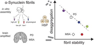 Graphical abstract: Thermodynamic stability modulates chaperone-mediated disaggregation of α-synuclein fibrils