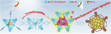 Graphical abstract: Light-induced access to a fluorescent Cd7Ag21 nanocluster from a halide-supported Cd8X nanocluster directed by a face-capping macrocyclic metalloligand
