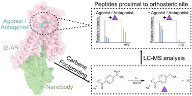 Graphical abstract: Multi-region mapping of ligand binding and structural changes in the β-1 adrenergic receptor using carbene footprinting and mass spectrometry