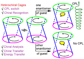 Graphical abstract: CPL on/off switching by enantiomer encapsulation in TPE heterochiral molecular cages