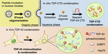 Graphical abstract: Amyloidogenic oligomers derived from TDP-43 LCD promote the condensation and phosphorylation of TDP-43