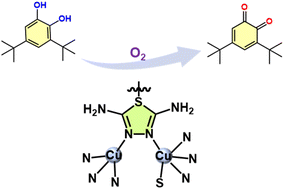 Graphical abstract: Ligand-mediated asymmetric dicopper sites for robust catecholase-mimicking catalysis and selective sensing