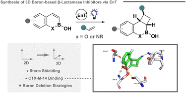 Graphical abstract: Fused 3D boron heterocycles via EnT catalysis: synthesis, modification and validation as beta-lactamase inhibitors