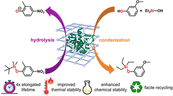 Graphical abstract: Enhanced stability and reusability of recombinant silicatein upon biomimetic metal–organic framework crystallization