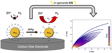 Graphical abstract: Rate and mechanism of thiolate deligation in Au25 nanoclusters via in operando electrochemical impedance spectroscopy