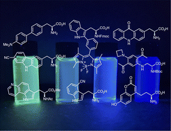 Graphical abstract: Expanding the fluorescence toolkit: molecular design, synthesis and biological application of unnatural amino acids