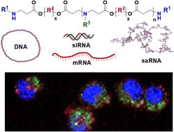 Graphical abstract: Poly(beta-amino esters): applications in immunology