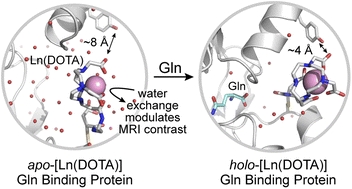 Graphical abstract: Development of a glutamine-responsive MRI contrast agent
