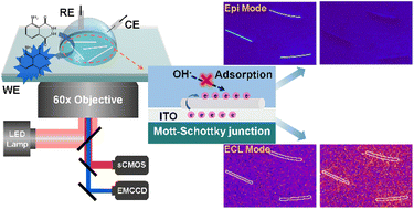 Graphical abstract: Reaction-pathway resolved multimode imaging of electrocatalytic oxygen evolution on single silver nanowires@ITO Mott–Schottky junctions