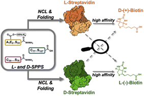 Graphical abstract: Protein chirality as a determinant of ligand affinity: insights from l- and d-streptavidin