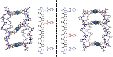 Graphical abstract: Peptide ligand isomerism drives divergent stability and guest binding in Pd3L4 metal-peptidic cages