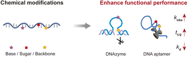 Graphical abstract: Chemically modified DNA aptamers and DNAzymes for expanded functional capabilities